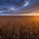 A rare wind-free moment of the Spring season of 2017 on the wheat field just before the Sun dips under the horizon.