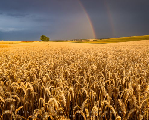 An incredible display of storm light between two summer storms on a golden wheat field. The setting Sun formed a beautiful double rainbow just as another storm was approaching my location.