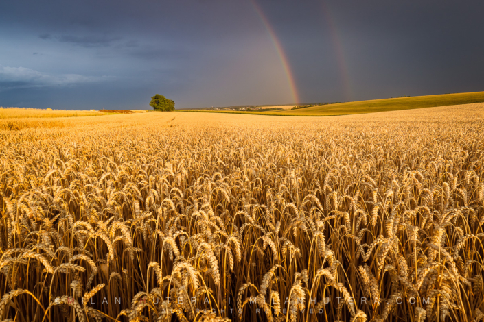 Follow the Rainbow An incredible display of storm light between two summer storms on a golden wheat field. The setting Sun formed a beautiful double rainbow just as another storm was approaching my location.