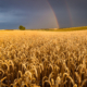 An incredible display of storm light between two summer storms on a golden wheat field. The setting Sun formed a beautiful double rainbow just as another storm was approaching my location.