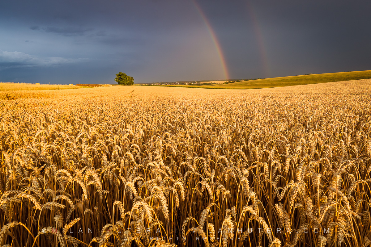 An incredible display of storm light between two summer storms on a golden wheat field. The setting Sun formed a beautiful double rainbow just as another storm was approaching my location.