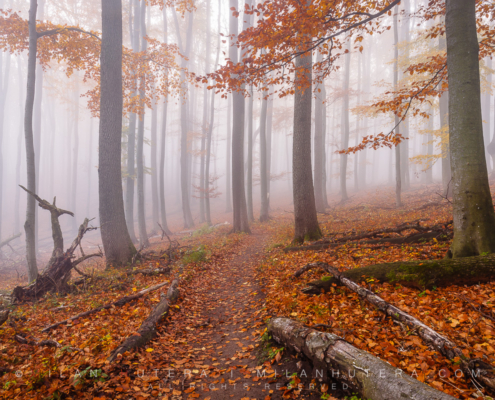 A misty but warm November afternoon at one of the hiking trails in Malé Karpaty (Little Carpathians), Western Slovakia. At around 600 meters of elevation, the mist rolled in with ocassional Sun shining through the top of the trees.