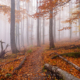 A misty but warm November afternoon at one of the hiking trails in Malé Karpaty (Little Carpathians), Western Slovakia. At around 600 meters of elevation, the mist rolled in with ocassional Sun shining through the top of the trees.