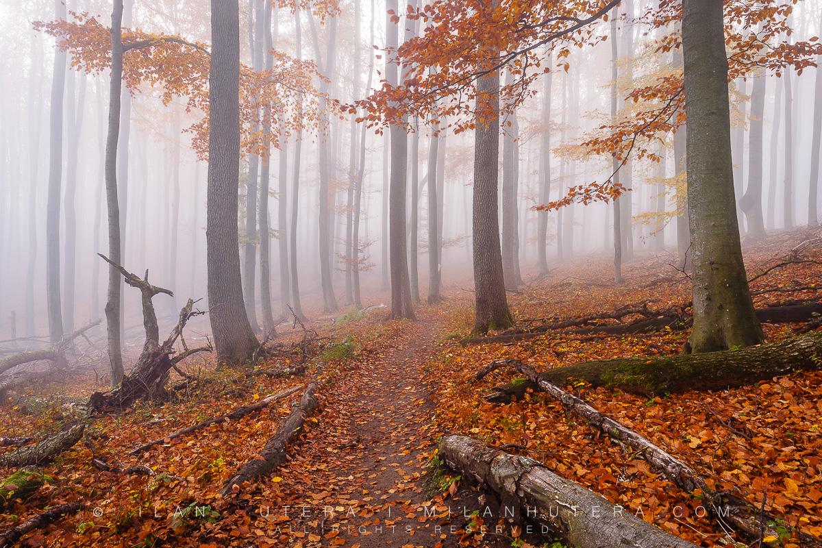 A misty but warm November afternoon at one of the hiking trails in Malé Karpaty (Little Carpathians), Western Slovakia. At around 600 meters of elevation, the mist rolled in with ocassional Sun shining through the top of the trees.