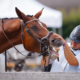 A funny moment of horse teeth cleaning during X-Bionic Summer Tour 2018, held in beautiful X-Bionic Equestor Sphere in Samorin, Slovakia