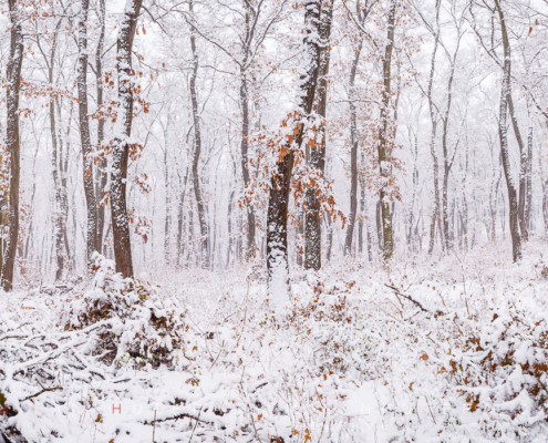 A large amount of snow falls into a deciduous forest close to my home. A long lasting snow cover has become a rarity in our part of country, so I seized the opportunity and went to make the photo as soon as possible. It was actually still snowing!