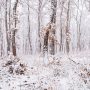 Winter Wonderland, Nitra Region, Slovakia