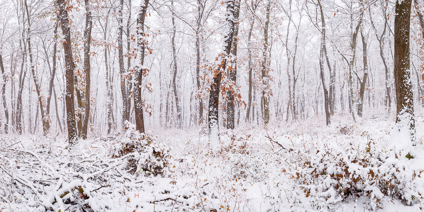 A large amount of snow falls into a deciduous forest close to my home. A long lasting snow cover has become a rarity in our part of country, so I seized the opportunity and went to make the photo as soon as possible. It was actually still snowing!