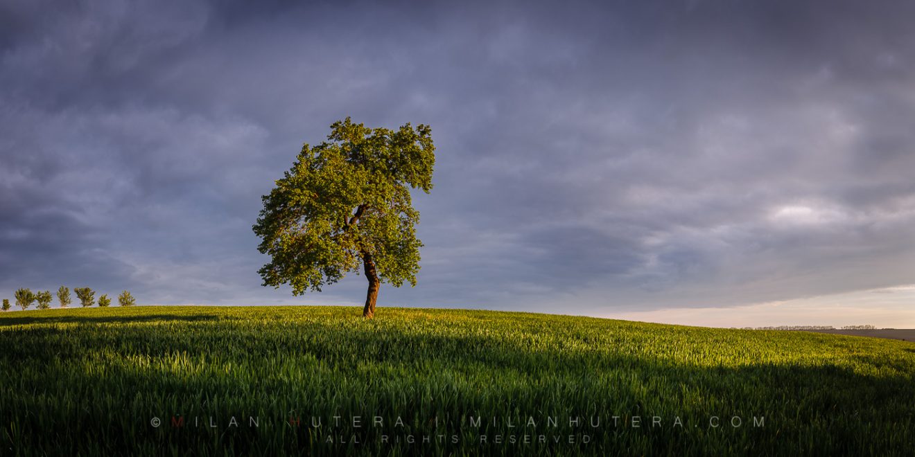 A lone tree lit by the warm rays of setting Sun after an afternoon spring rain on a slope just outside my home village. I really love the contrast between the dark clouds and warm lightrays. It is definitely "my kind of light".