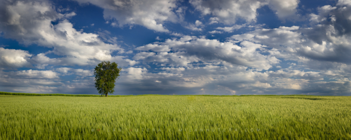 Cherry Tree and Afternoon Clouds, Slovakia
