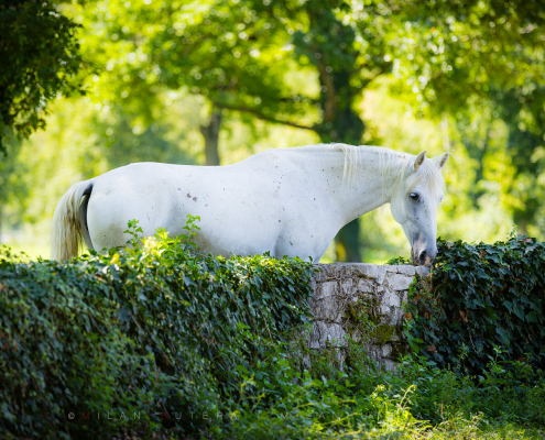 A white Lipizzaner horse eating ivy next to an old stone wall in Lipica, Slovenia.