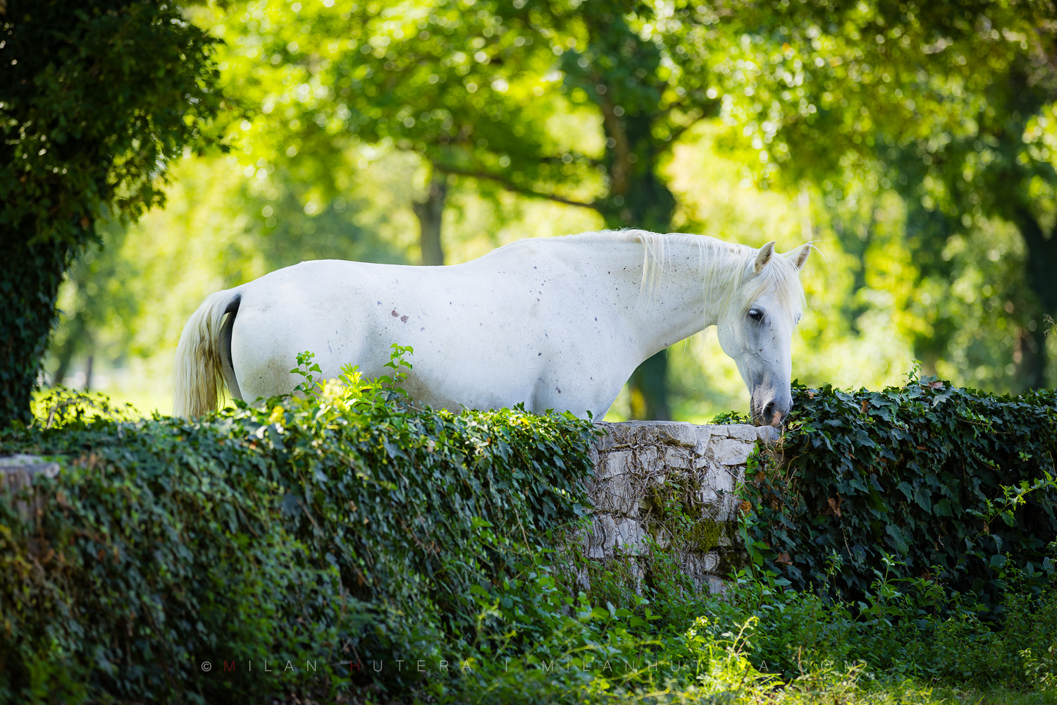 A white Lipizzaner horse eating ivy next to an old stone wall in Lipica, Slovenia.