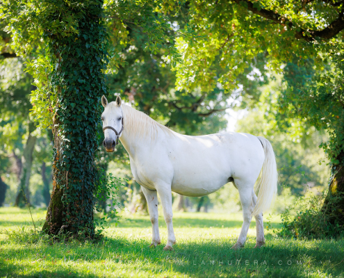 White Lipizzaner horse standing in the historic pasture of Lipica, Slovenia.