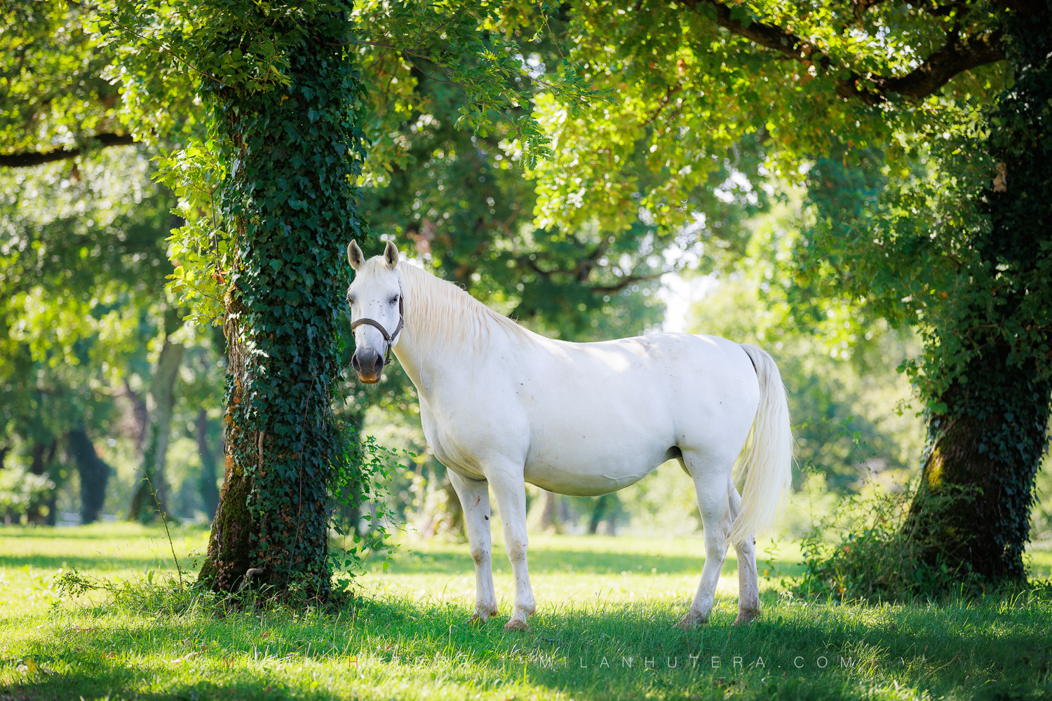 White Lipizzaner horse standing in the historic pasture of Lipica, Slovenia.