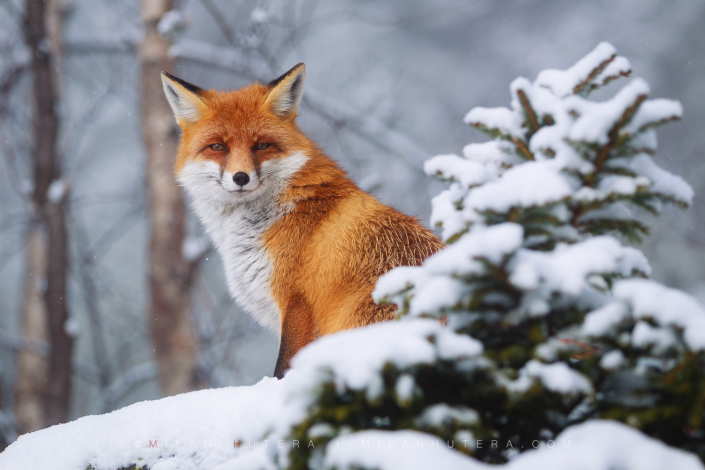 Líška Eliška (Eliška the Fox) in High Tatras, captured in December 2016