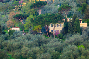 Photograph of a traditional Tuscan villa surrounded by olive groves and stone pines, captured from Piazzale Michelangelo in Florence, Italy.
